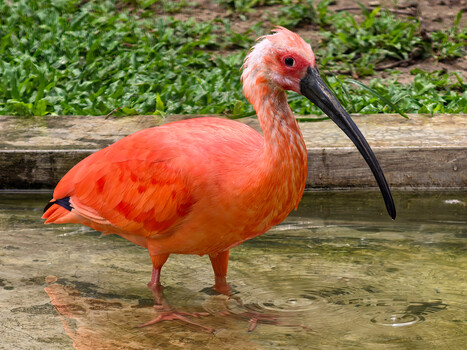 Scarlet ibis wading in shallow water with black curved bill and vibrant red plumage