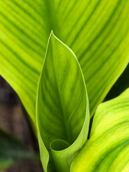 Bright green calla lily bud with curved spathe and visible spadix detail