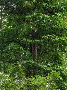 Dense canopy of lush green foliage with layered tree branches creating depth