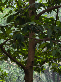 Dense canopy of green foliage and branches with prominent dark trunk