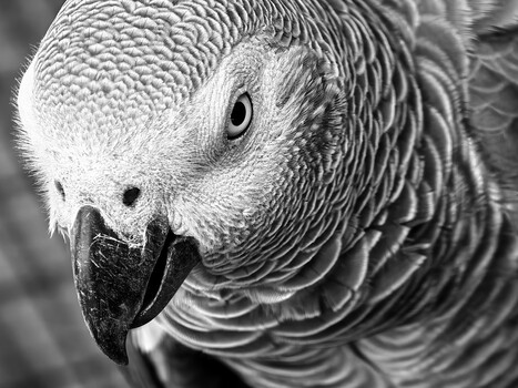 Close-up black and white portrait of an African grey parrot's head and neck