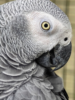 Close-up of African Grey Parrot's head showing detailed feather texture and golden eye