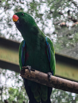 Emerald green parrot with red head perched on a branch