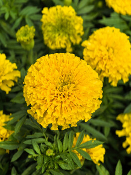 Bright yellow marigold flowers in full bloom with layered petals and green foliage