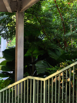 Metal railing on a covered deck overlooking lush tropical foliage and trees