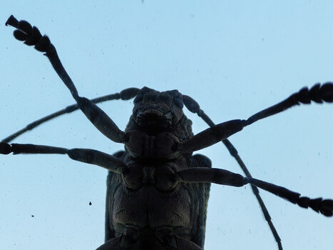 Silhouetted beetle photographed from below against clear blue sky