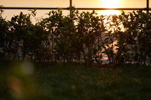 Silhouetted plants backlit by golden sunset through greenhouse structure