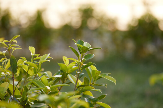 Young green plant leaves in sharp focus with blurred forest background in soft daylight