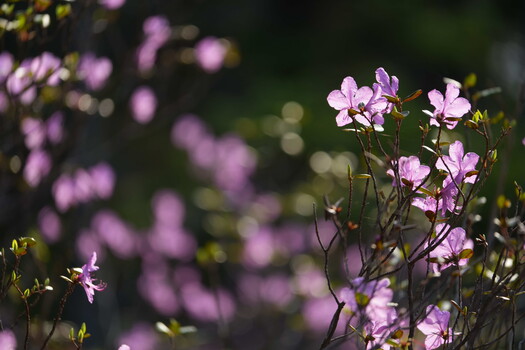 Soft-focus pink flowers in sunlight with selective focus on blooms in the foreground