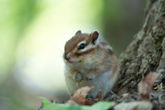 Small chipmunk perched on a lichen-covered branch