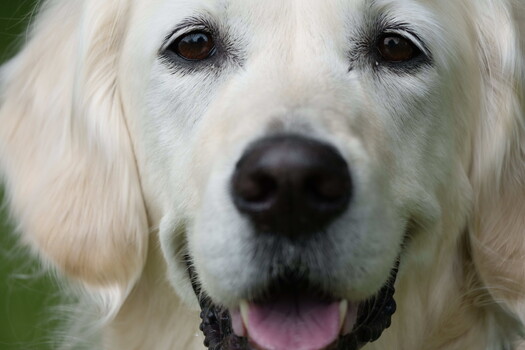Close-up portrait of a white Golden Retriever with a soft, gentle expression and pink tongue slightly visible