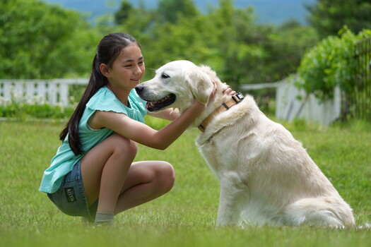 Young girl crouching beside a cream-colored Golden Retriever in a grassy yard with white fence