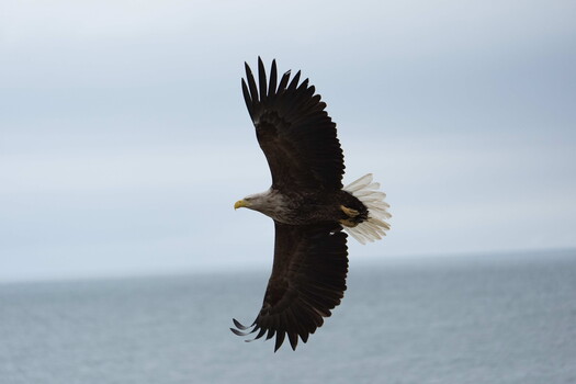 Bald eagle in flight against overcast sky and ocean backdrop