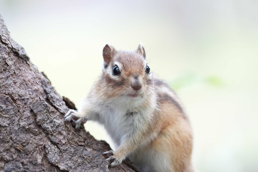 Eastern chipmunk perched on tree bark, facing camera with alert expression