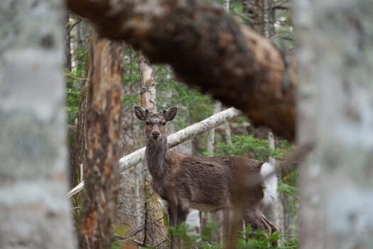 Mule deer in forest clearing framed by fallen logs and tree trunks