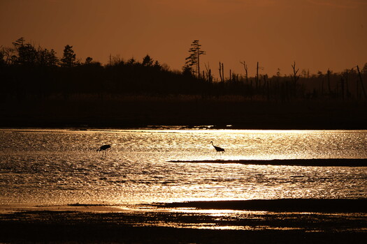 Silhouetted trees and birds reflected in golden water at dusk