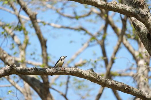 Small woodpecker perched on a lichen-covered branch with bare tree limbs and blue sky in background