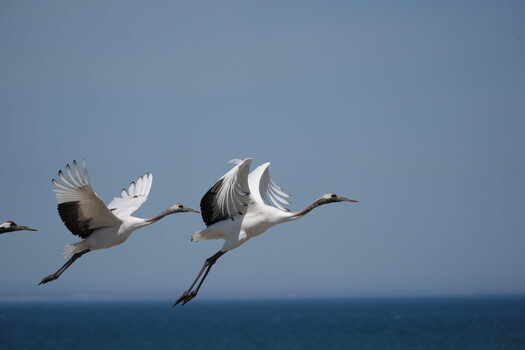 Two white cranes in flight against blue sky and ocean horizon