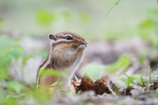 Close-up of a small chipmunk in profile on the ground surrounded by vegetation