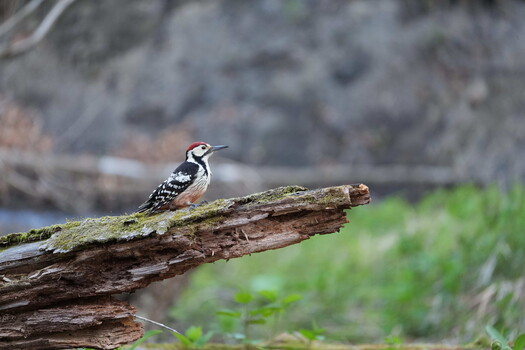 Black and white woodpecker perched on lichen-covered fallen log