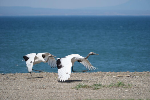 Two white cranes with black wing markings in flight over sandy beach with ocean horizon