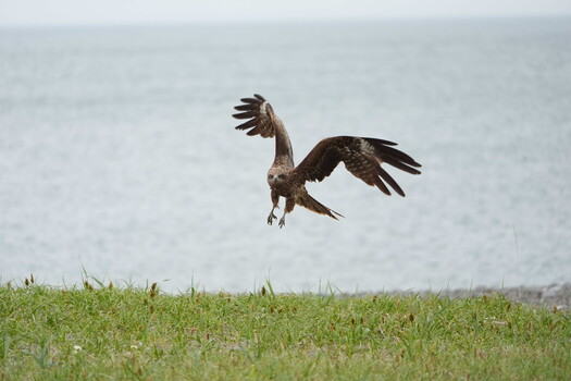 Brown eagle with wings spread landing on grass field with water in background