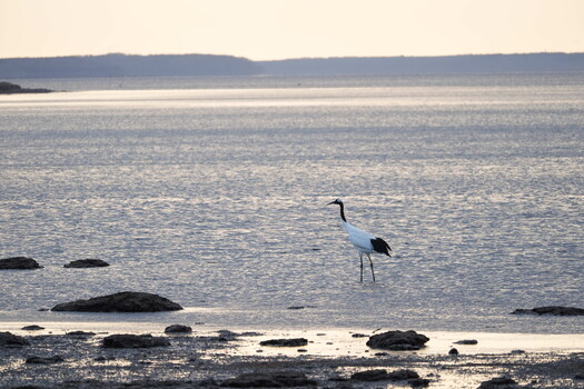Great blue heron wading in shallow water at sunrise with rocky shoreline