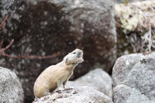 A small rodent with tan fur perched alertly on a granite boulder surrounded by large rocks