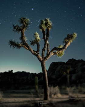 Lensbaby selective blur in Joshua Tree National Park, CA