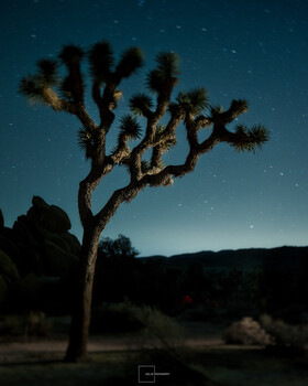 Lensbaby selective blur in Joshua Tree National Park, CA