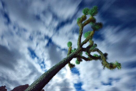 Looking up at a Joshua Tree scraping the sky.
