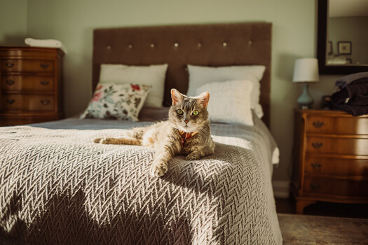 Tabby cat sitting on a patterned bedspread in a bedroom interior
