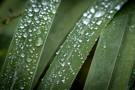 Water droplets on green leaf blades with selective focus and shallow depth of field