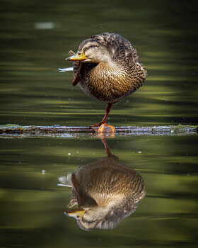Duck standing in shallow water with its mirror reflection visible below