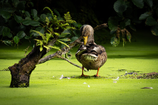 Duck standing in bright green algae-covered water among ferns and overhanging branches