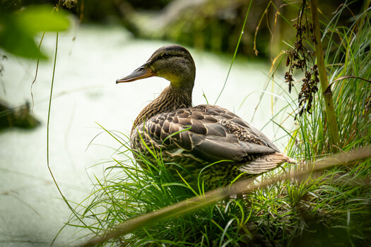 Female mallard duck perched on a branch among tall grasses at the water's edge