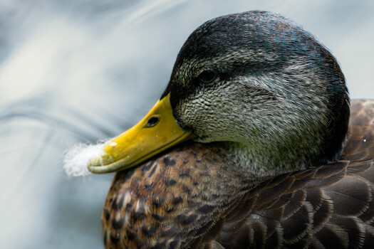 Close-up of a duck with yellow bill and dark head feathers in water