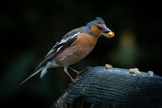 Bearded Reedling perched on weathered wood log against dark blurred background