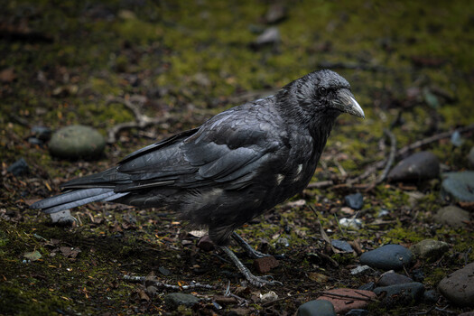 Dark-plumaged bird standing on mossy ground with scattered pebbles