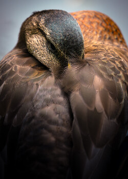Close-up portrait of a hawk with head bowed, showing detailed plumage and facial markings