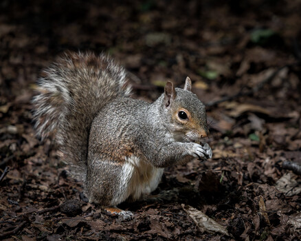 Gray squirrel sitting upright on dark soil, holding food near its mouth