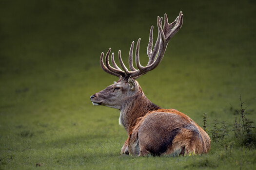 Large elk with massive palmate antlers resting in green meadow