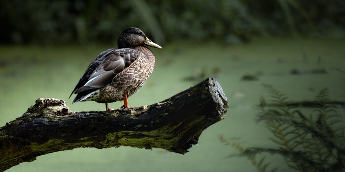 Duck perched on moss-covered log above water with blurred green background