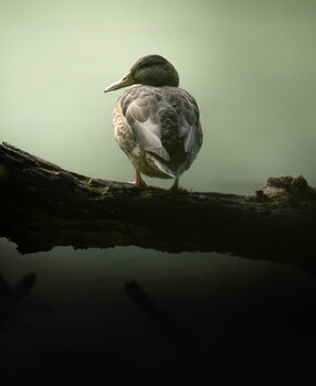 Small bird with mottled gray and white plumage perched on a dark branch against a soft, overcast sky