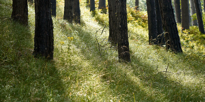 Sunlit forest floor with tall dark tree trunks and bright green undergrowth