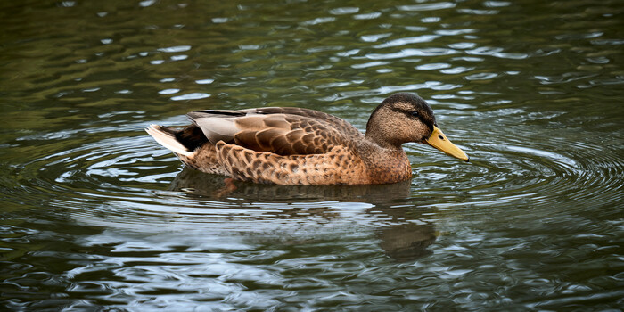 Female mallard duck swimming in calm water with ripples