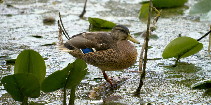 Female mallard duck swimming among lily pads in shallow wetland water