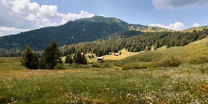 Alpine meadow with wildflowers, forested mountains, and scattered farm buildings under partly cloudy sky
