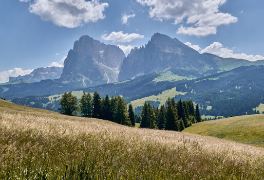Alpine meadow with dramatic limestone peaks and forested slopes under blue sky
