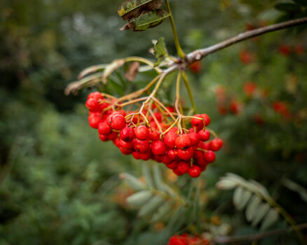 Bright red rowan berries clustered on a branch with compound leaves and a blurred green background.